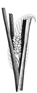 Turmeric (Curcuma longa)