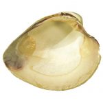 Quahog clam shell