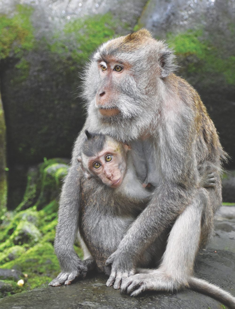 A young macaque clings to its mother at the local watering hole in Ubud, Bali, Indonesia