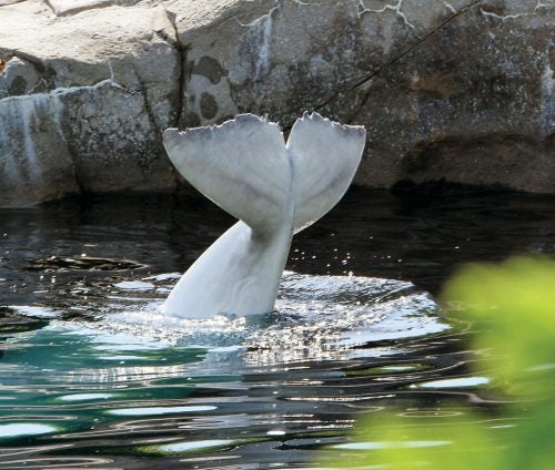 A beluga dives, displaying its distinctive tail flukes.