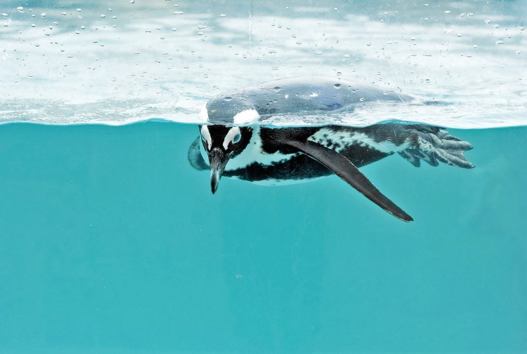 African penguins, like this Mystic resident, are endangered. Their population has declined 90 percent over the last 60 years. Mystic is a part of worldwide efforts to address and reverse the decline. 