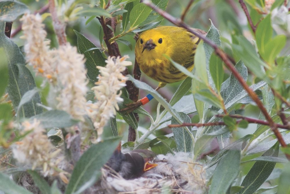 A yellow warbler feeding baby birds in a nest