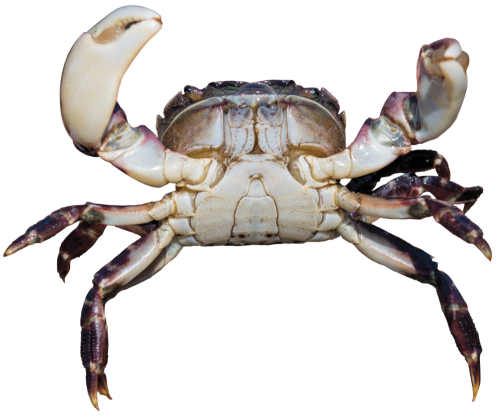 Close up of an Asian Shore Crab