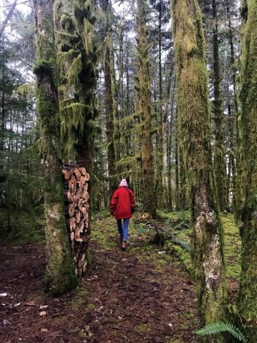 Walking beside moss-covered trees