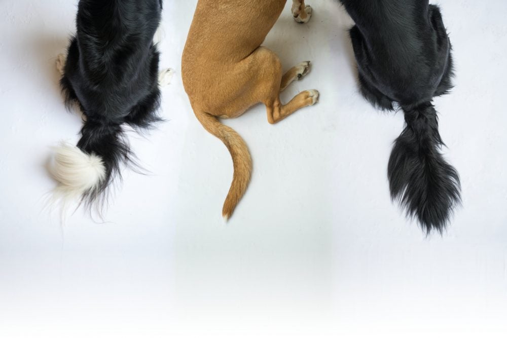 Three dog tails