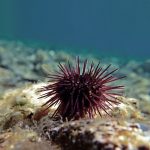 Paracentrotus lividus, a species of purple sea urchin, on the ocean floor.