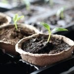 A close-up view of seedlings, just beginning to sprout
