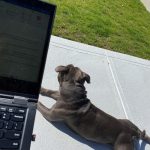 A dog laying on a sidewalk with a computer in the foreground