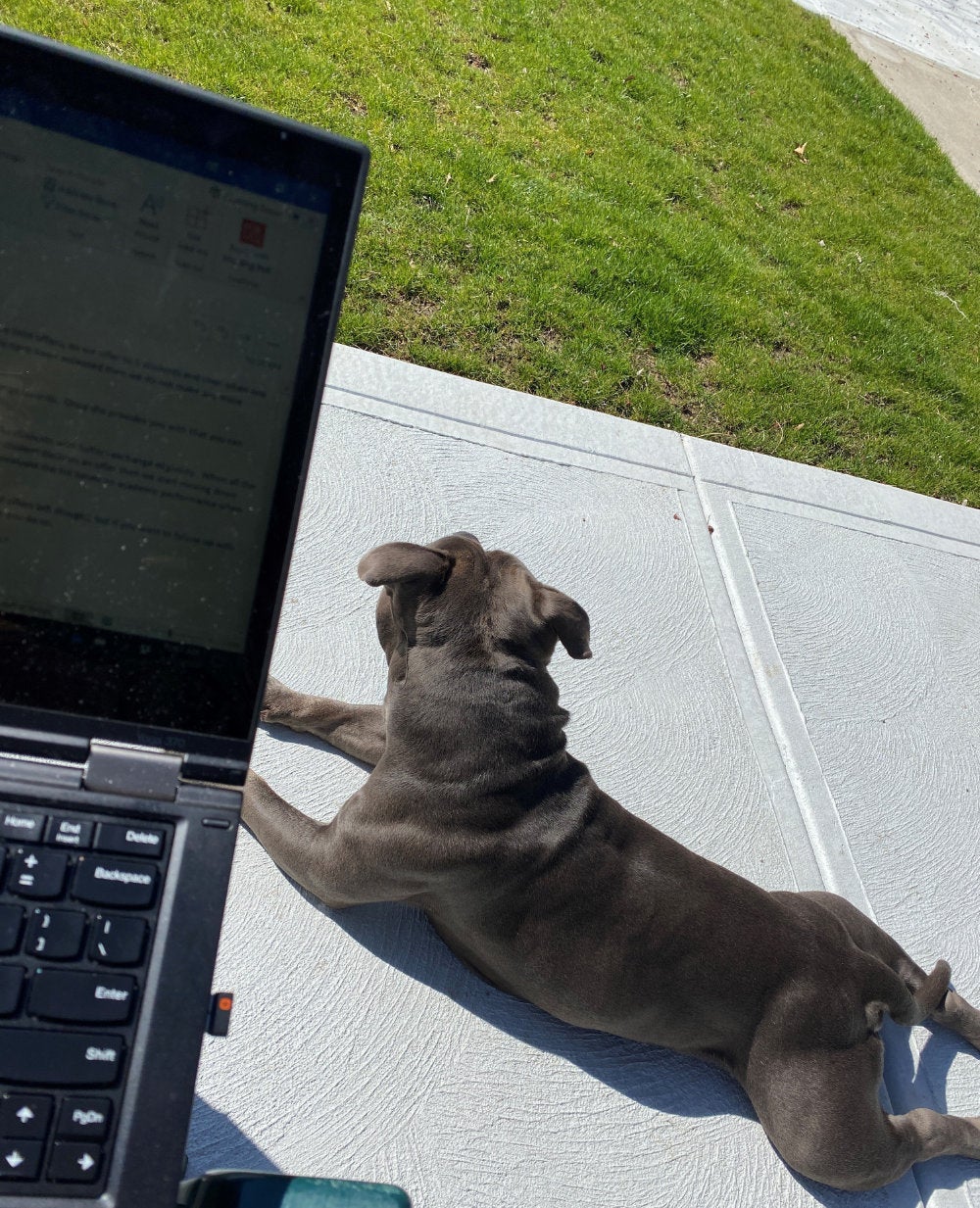 A dog laying on a sidewalk with a computer in the foreground