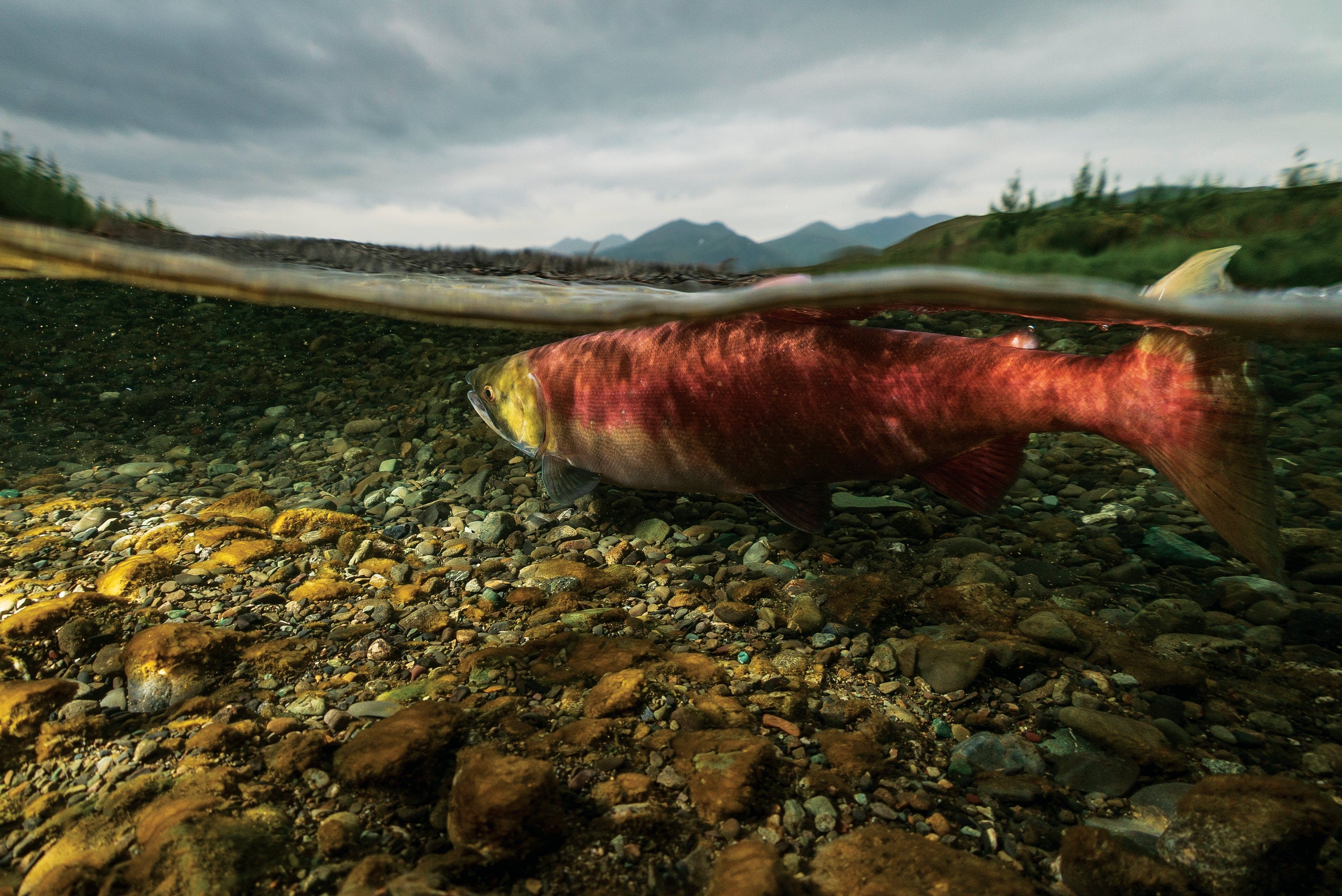 A partially underwater view of a socket salmon