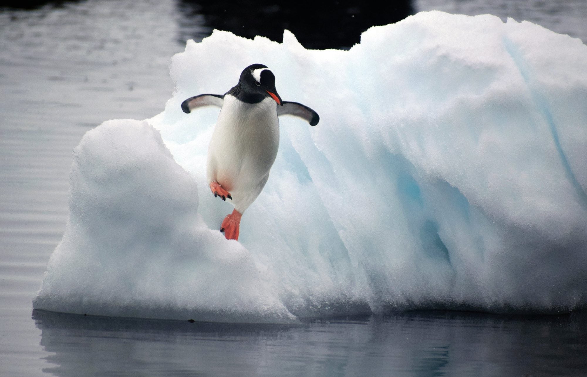 A penguin jumping off an ice floe and into the water