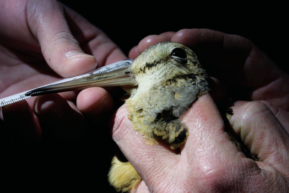 A closeup of a timber doodle woodcock being fitted with a tracking device