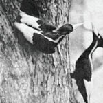 A pair of ivory-billed woodpeckers on a tree