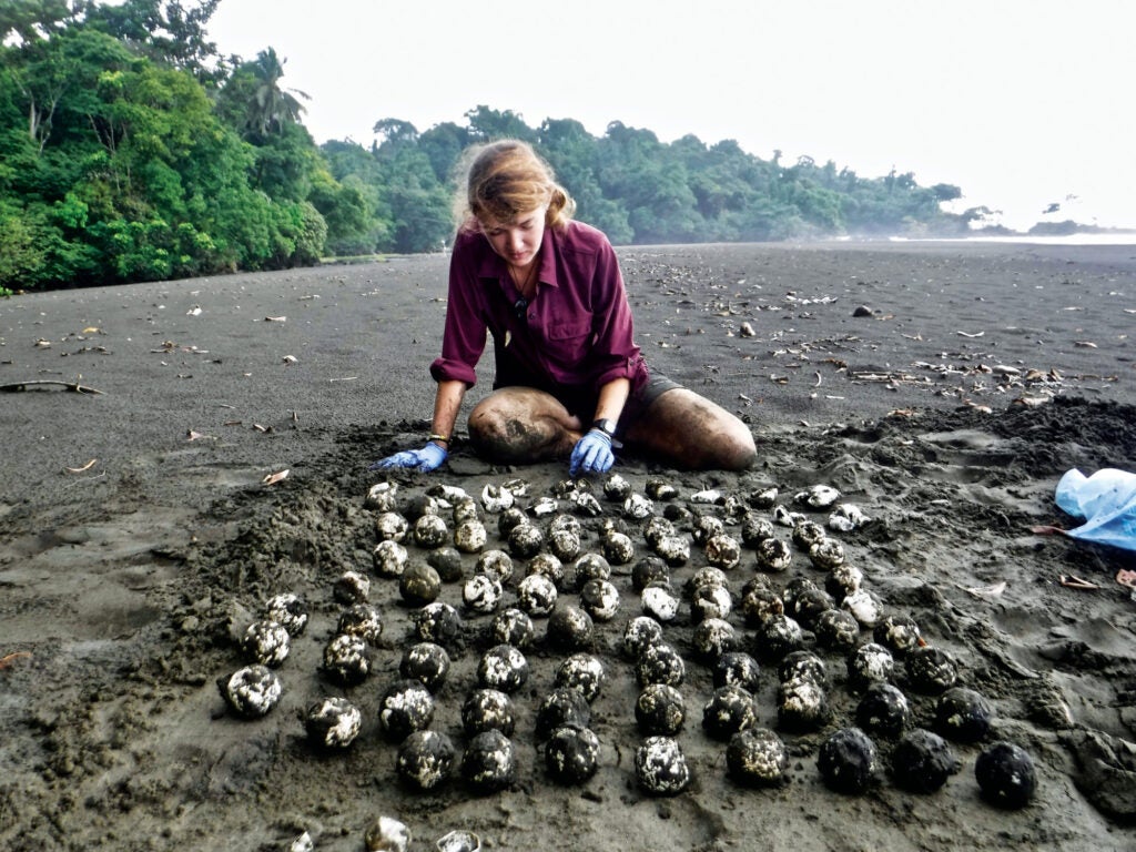 Callie Veelenturf on the beach working on leatherback nest excavation in Equatorial Guinea