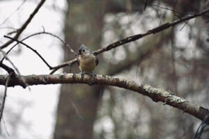 A titmouse perched on a branch