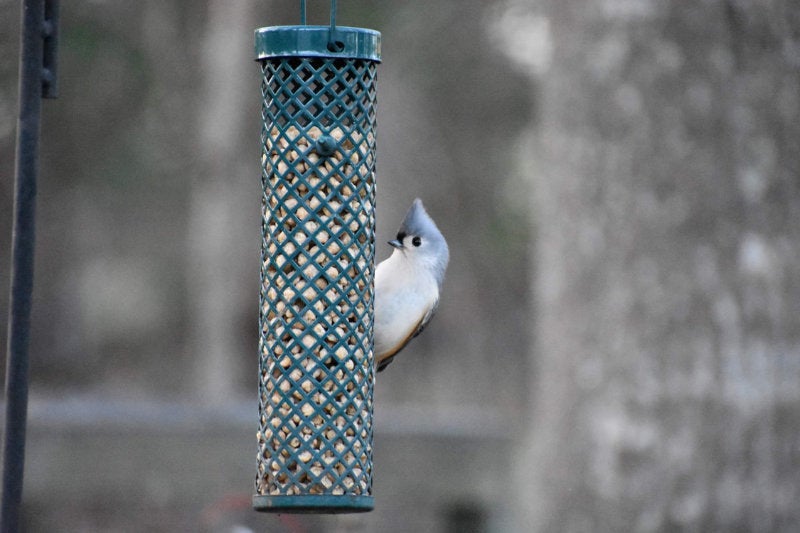 A titmouse upright on a feeder filled with nuts