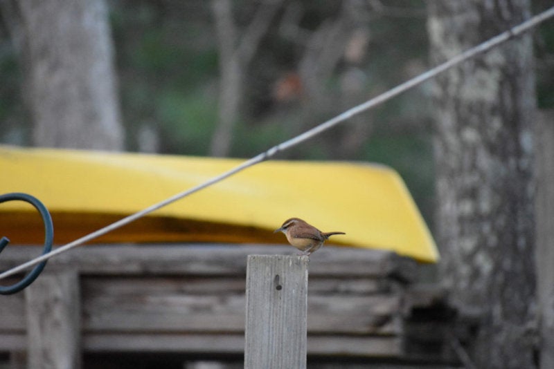 A small wren perched on a post with a kayak in the background