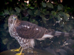 Coopers Hawk in front of dark green foliage