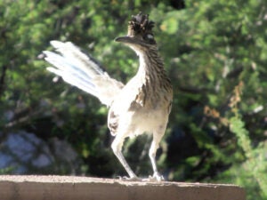 Road runner, perched on a cement surface