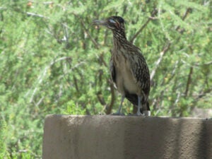 Road runner perched on a cement surface with light green foliage behind it