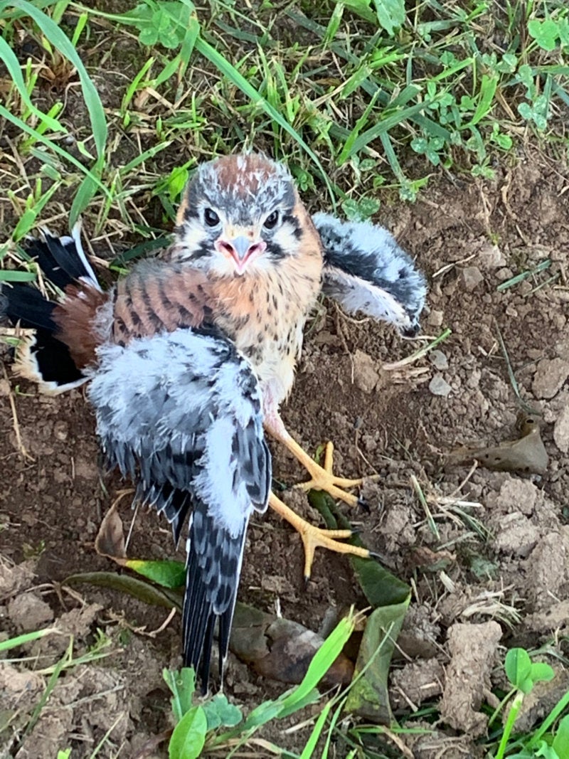Red tailed hawk baby on the ground, seen from above