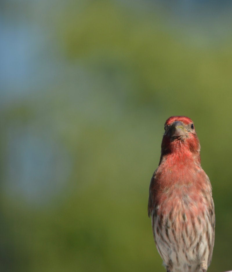 A perching house finch with reddish feathers looks straight at the camera