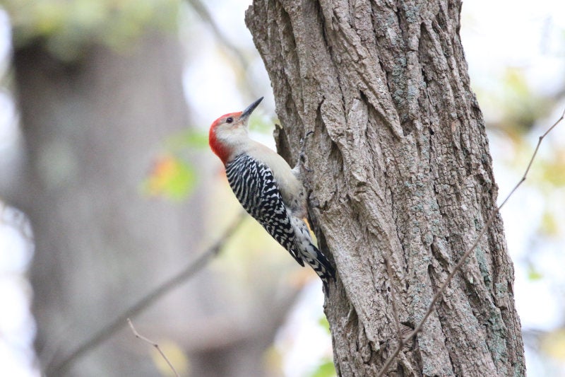A flicker perched on the trunk of a tree