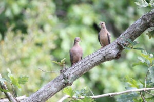 A pair of mourning doves resting on a tree branch