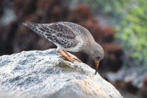 A sandpiper on a rock, pecking
