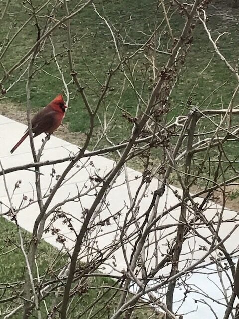 Cardinal perched on a budding branch