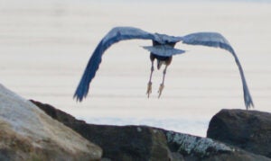 A great blue hero, seen from behind, flies over rocks towards the water