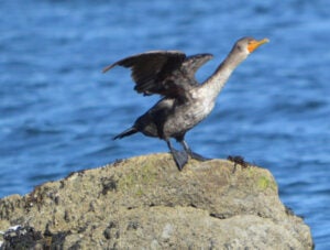 A cormorant perched on a rock with its wings outstretched