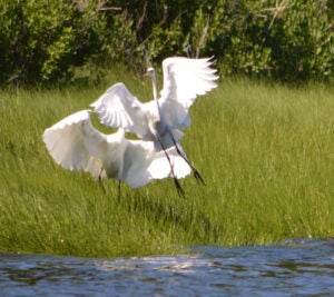 Two egrets, with wings raised on a grassy bank, give the appearance of dance