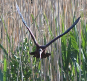 A glossy ibis flying towards the camera with reeds behind it