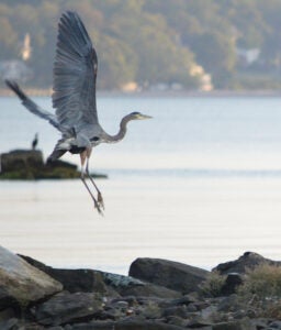 A Great Blue Heron taking wing over the water with a rocky shoreline below