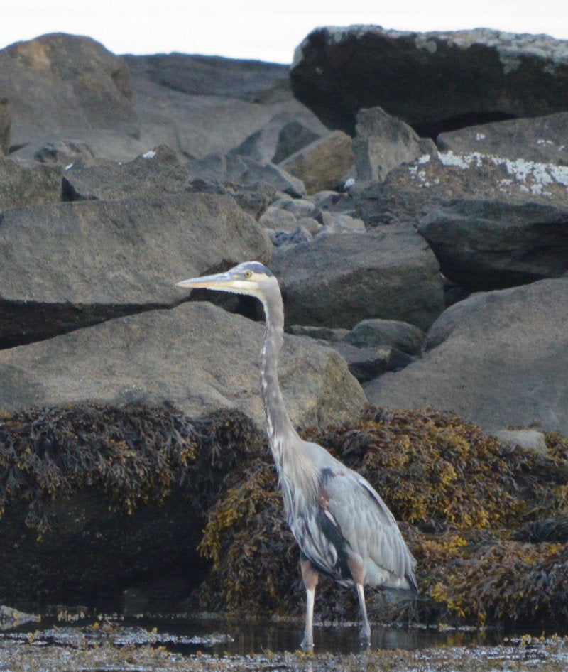 A great blue heron standing in the water next rocks with brown seaweed