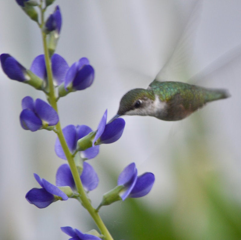 A hummingbird, with it's beak in the blossom of a delphinium flower