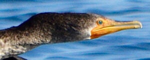 A close-up of a bird's head while hunting