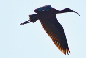 A glossy ibis, silhouetted against the blue sky, in flight