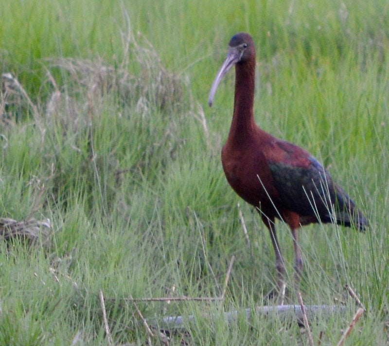 Glossy Ibis in a grassy marsh landscape