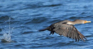 A cormorant taking flight over the water