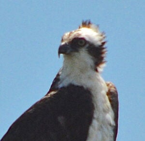 A close up of the head and folded upper wings of an osprey, feathers being rushed by the wind