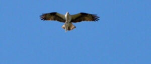 An osprey in flight, seen from below with a fish held in its talons