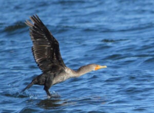 A cormorant with wings outstretched, takes flight in the water