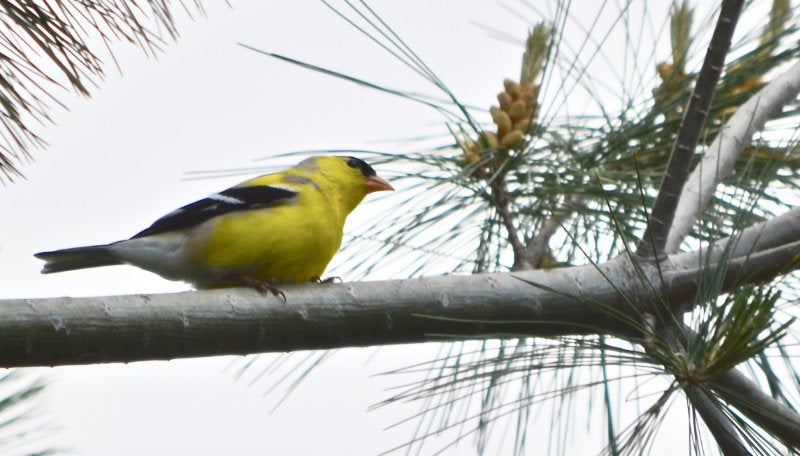 A goldfinch sitting on the branch of a pine tree