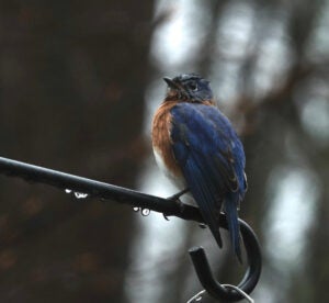 Eastern bluebird seated on a tree branch in the rain