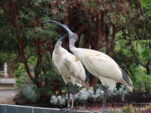 Two ibises with bills intertwined, in a lush tropical landscape