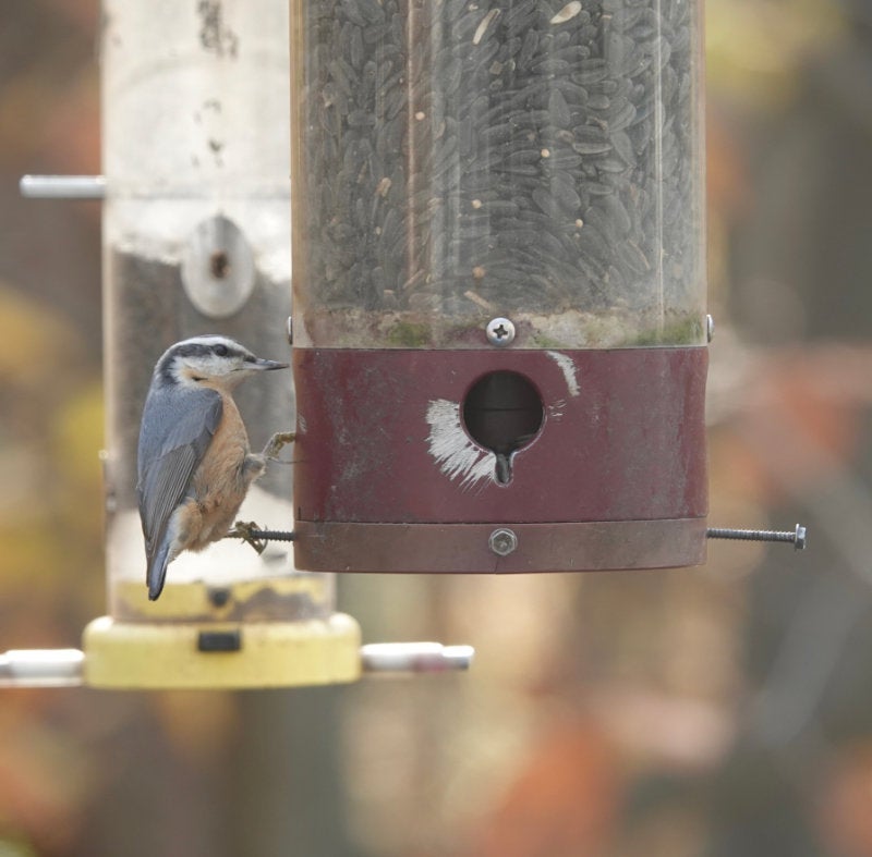 A red-breasted nuthatch at a feeder