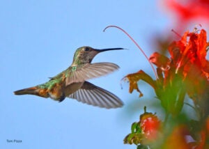 A close-up of a hummingbird feeding at bright red, trumpet-shaped flowers