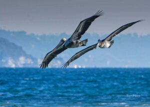 Two pelicans in flight over the ocean
